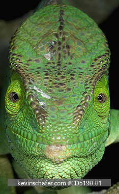 CHAMELEONS: Parsons Chameleon, (Calumma parsoni), Face, Perinet Reserve, MADAGASCAR