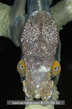 CHAMELEONS: Oustalets Chameleon, (Furcifer oustaleti), Male, Eyes from above, MADAGASCAR