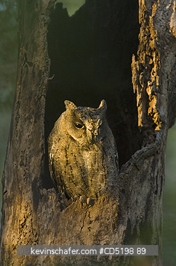 OWLS: Madagascar Scops Owl, (Otus rutilus), Roosting in tree, Ampijoroa area, MADAGASCAR
