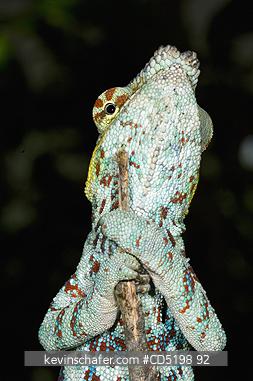 CHAMELEONS: Panther Chameleon, (Furcifer pardalis), Male, Eyes from below, MADAGASCAR