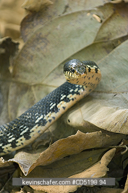 SNAKES: Snake, (Leioheterodon madagascariensis), Ampijoroa Forest, MADAGASCAR