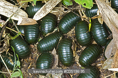 INSECTS: Giant Green Pill Millipedes, (Sphaerotherium sp.), Mantadia National Pk., MADAGASCAR