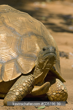 TORTOISES: Madagascar Plowshare Tortoise, (Geochelone yniphora), Female, CAPTIVE One of the most endangered tortoises in the world. Durrell Breeding Center, Ampijoroa, madagascar