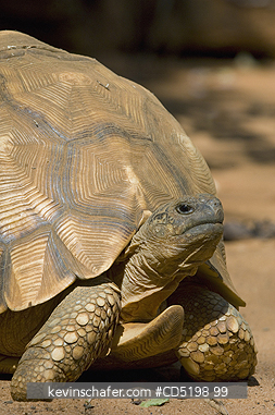 TORTOISES: Madagascar Plowshare Tortoise, (Geochelone yniphora), Female, CAPTIVE at Durrell Breeding Centre, Ampijoroa