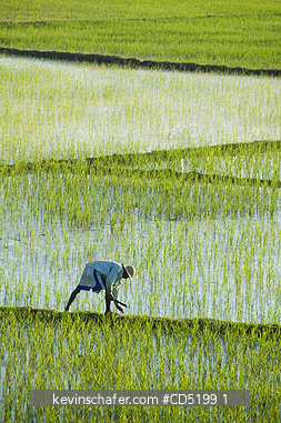 MADAGASCAR: Man working in rice paddies, near Ampijoroa, Eastern Madagascar