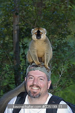 MADAGASCAR: Tourist Steve Shuey with tame Brown lemurs, Vakona Lodge, Madagascar