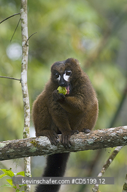 LEMURS: Red-bellied Lemur, (Eulemur rubriventer), Male eating guava, WILD, Mantadia Nat. park. MADAGASCAR