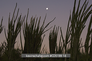 MADAGASCAR: Full Moon and Spiny Desert, (Didiericeae), near Amboasary Sud, S. Madagascar