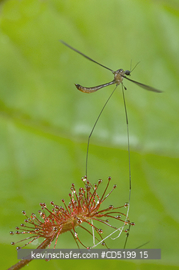 INSECTS: Fly caught in Sundew, (Drosera sp.), Mantadia National Park area, Madagascar