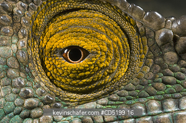 CHAMELEONS: Oustalet\\\\\\\'s Chameleon, (Furcifer oustaleti), Close-up of Eye, Ankarafantsika National Park, Western MADAGASCAR : largest species of chameleons