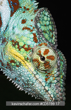 CHAMELEONS: Panther Chameleon, (Furcifer pardalis), Male, close-up, WESTERN MADAGASCAR