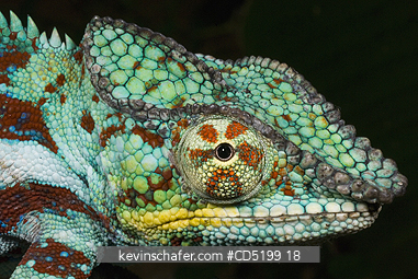 CHAMELEONS: Panther Chameleon, (Furcifer pardalis), Male, close-up, WESTERN MADAGASCAR