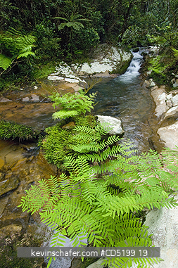MADAGASCAR: Madagascar, Mantadia National Park, Rainforest Stream