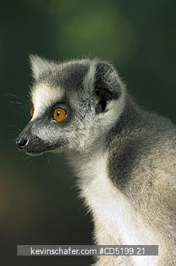 LEMURS: Ring-tailed Lemur, (Lemur catta), Berenty Reserve, Southern MADAGASCAR