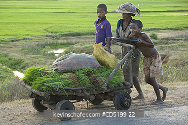MADAGASCAR: Family moving harvested rice, Ampijoroa area, Western Madagascar