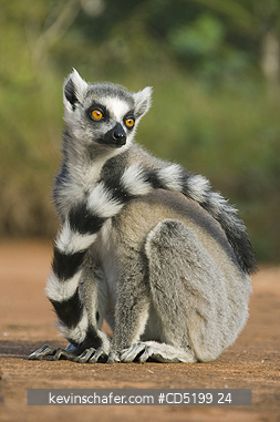 LEMURS: Ring-tailed Lemur, (Lemur catta), Berenty Reserve, Southern MADAGASCAR