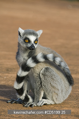 LEMURS: Ring-tailed Lemur, (Lemur catta), Berenty Reserve, Southern MADAGASCAR