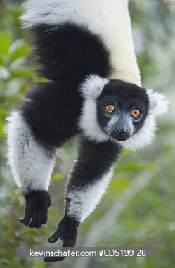LEMURS: Black and White Ruffed Lemur, (Varecia variegata), Mantadia Nat. park, Madagascar