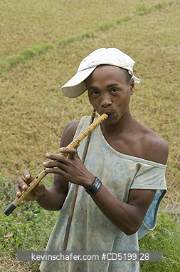 MADAGASCAR: Madagascar, near Moramanga, Man plays flute to his Zebu Cattle