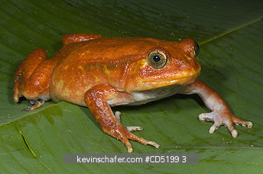 FROGS: Tomato Frog, (Dyscophus antongilii), Captive, Eastern Madagascar