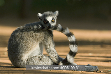 LEMURS: Ring-tailed Lemur, (Lemur catta), Berenty Reserve, Southern MADAGASCAR