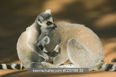 LEMURS: Ring-tailed Lemur, mother and baby, (Lemur catta), Berenty Reserve, Southern MADAGASCAR