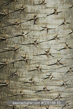 TREES, MADAGASCAR: Madagascar, Spiny trunk of Pachypodium Tree