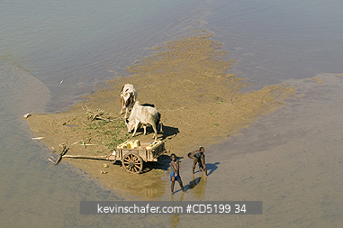 MADAGASCAR: Madagascar, Mandrare River near Amboasary Sud, feeding Zebu on sandbar