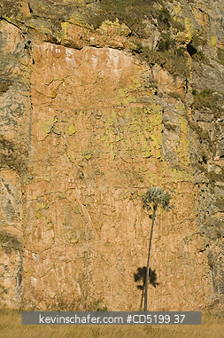 MADAGASCAR: Madagascar fan Palm, (Bismarckia nobilis), Isalo National Park, MADAGASCAR