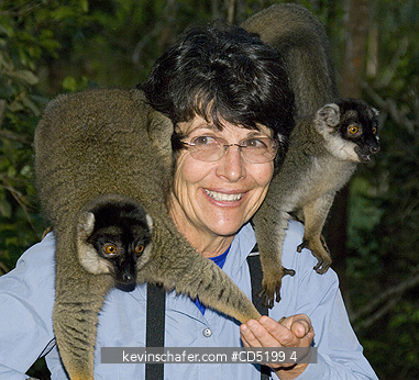 MADAGASCAR: Tourist Susan Macy with tame Brown lemurs, Vakona Lodge, Madagascar