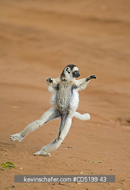 SIFAKAS: Verreauxs Sifaka, (Propithecus verreauxi), leaping on ground, Berenty Reserve, Madagascar