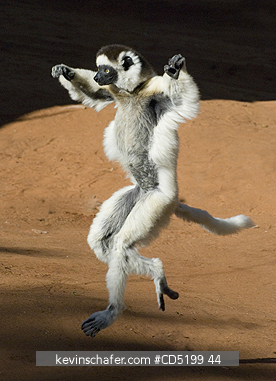 SIFAKAS: Verreauxs Sifaka, (Propithecus verreauxi), leaping on ground, Berenty Reserve, Madagascar