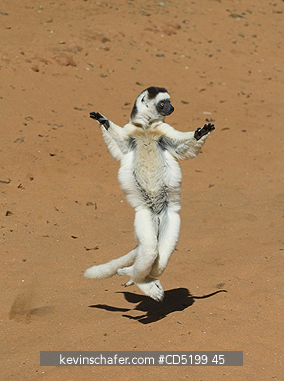SIFAKAS: Verreauxs Sifaka, (Propithecus verreauxi), leaping on ground, Berenty Reserve, Madagascar
