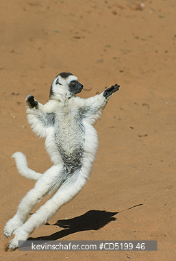 SIFAKAS: Verreauxs Sifaka, (Propithecus verreauxi), leaping on ground, Berenty Reserve, Madagascar