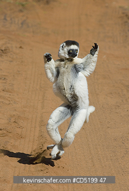 SIFAKAS: Verreauxs Sifaka, (Propithecus verreauxi), leaping on ground, Berenty Reserve, Madagascar