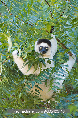 SIFAKAS: Verreaux Sifaka, (Propithecus verreauxi), Feeding,  Berenty Reserve, Madagascar