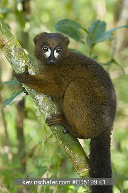 LEMURS: Red-bellied Lemur, (Eulemur rubriventer), Male, WILD, Mantadia Nat. park. MADAGASCAR