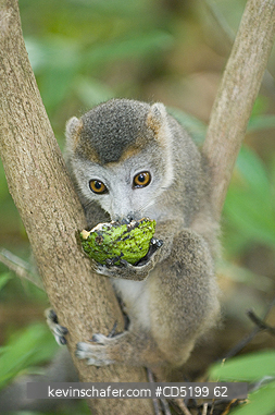 LEMURS: Crowned Lemur, (Eulemur coronatus), Feeding on wild fruit, Ankarana Nat. Park, Madagascar
