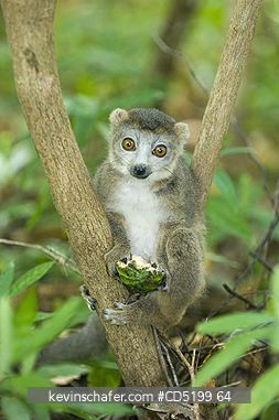 LEMURS: Crowned Lemur, (Eulemur coronatus), Feeding on wild fruit, Ankarana Nat. Park, Madagascar