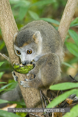 LEMURS: Crowned Lemur, (Eulemur coronatus), Feeding on wild fruit, Ankarana Nat. Park, Madagascar