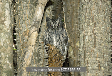 OWLS: Madagascar Scops Owl, (Otus rutilus) roosting in spiny desert, S. Madagascar