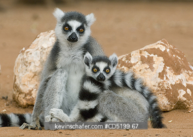 LEMURS: Ring-tailed Lemur, mother and baby, (Lemur catta), Berenty Reserve, Southern MADAGASCAR