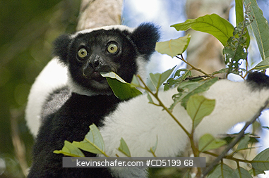 LEMURS: Indri Lemur, (Indri indri), Feeding, Analamazaotra (Perinet) Special Reserve, Madagascar