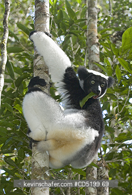LEMURS: Indri Lemur, (Indri indri), Feeding, Analamazaotra (Perinet) Special Reserve, Madagascar