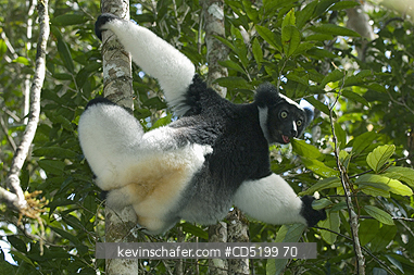 LEMURS: Indri Lemur, (Indri indri), Feeding, Analamazaotra (Perinet) Special Reserve, Madagascar