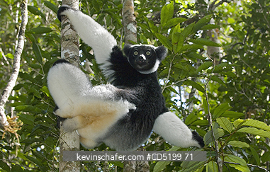 LEMURS: Indri Lemur, (Indri indri), Feeding, Analamazaotra (Perinet) Special Reserve, Madagascar