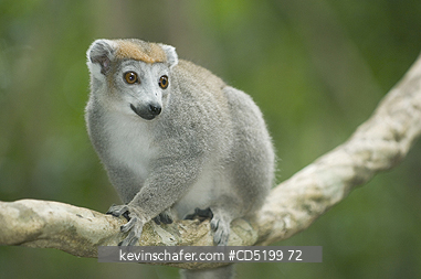 LEMURS: Crowned Lemur, (Eulemur coronatus), Female, Ankarana Nat. Park, Madagascar