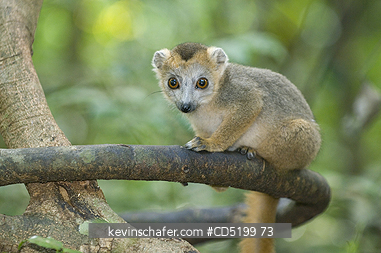 LEMURS: Crowned Lemur, (Eulemur coronatus), Young, Ankarana Nat. Park, Madagascar