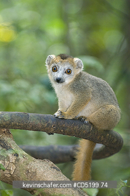 LEMURS: Crowned Lemur, (Eulemur coronatus), Young, Ankarana Nat. Park, Madagascar