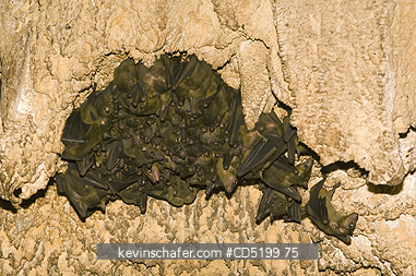 BAT: Bats, Madagascar Rousettes, (Rousettus madagascariensis), Cave roost, Ankarana National Park, NW Madagascar